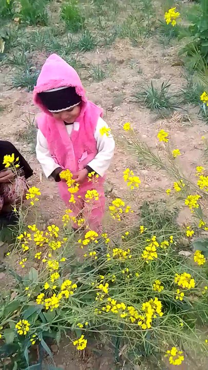 Bareera Meri jan