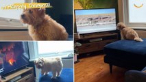 TV Critic Dog Reacts To TV Shows And Movies | Happily TV