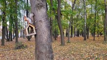Fun Squirrel Facts, Discover the World’s Cutest Tree Jumpers!
