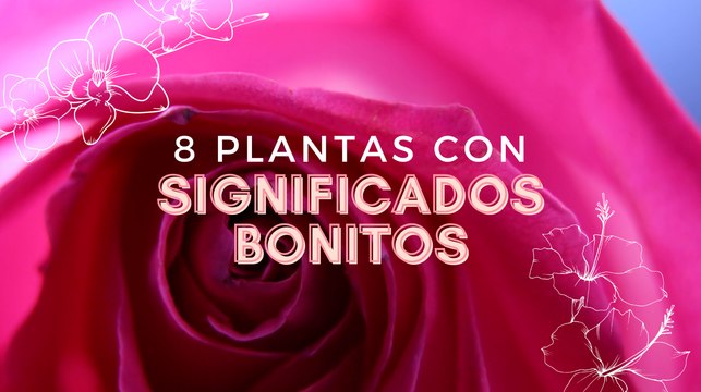 8 plantas con significados bonitos