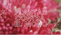 Plantas contra el moho