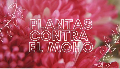 Cómo usar plantas para combatir el moho en tu hogar 🌿