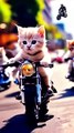 Cat bike racing videos training videos cooking videos funny videos