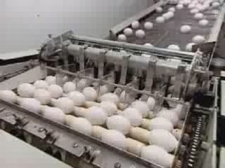 Oeufs (Industriels) - comment c'est fait ?