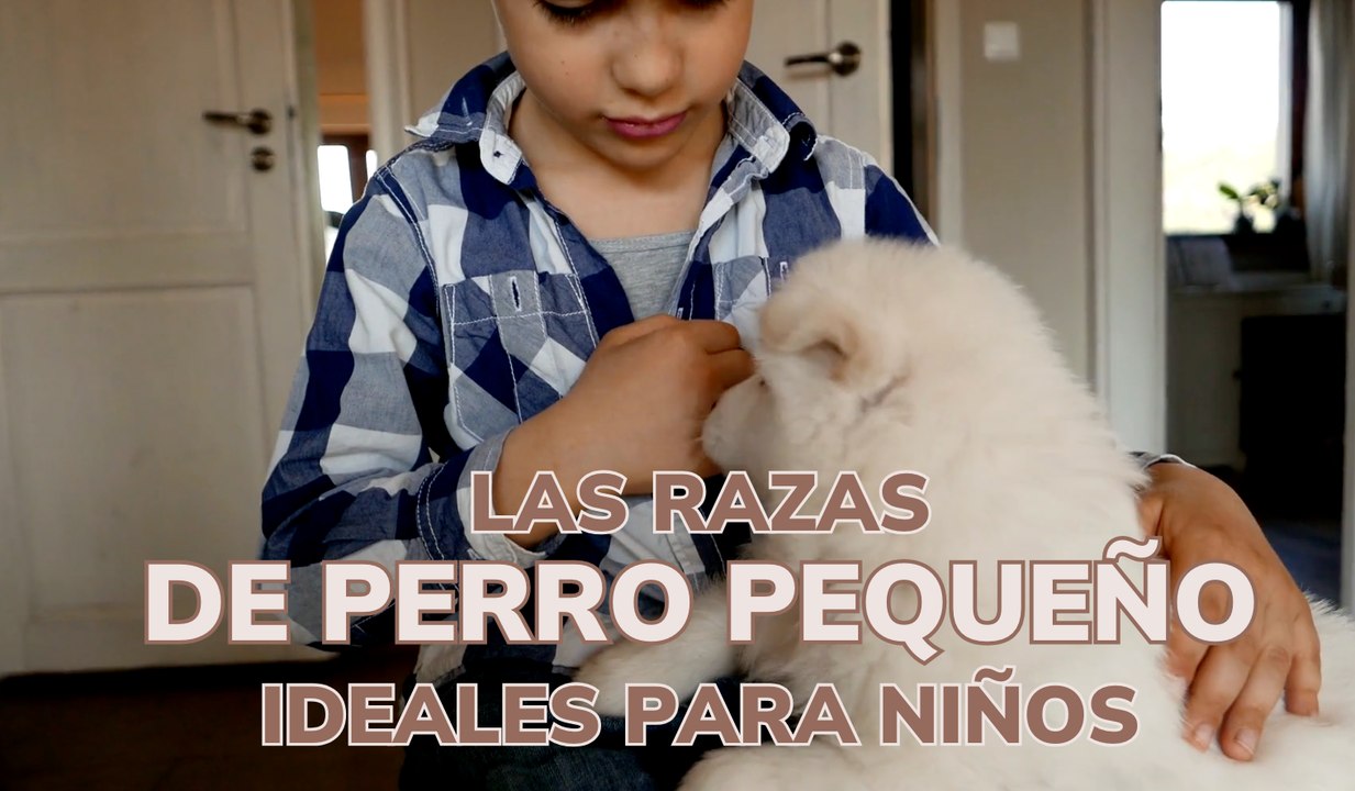 Las razas de perro pequeño ideales para niños