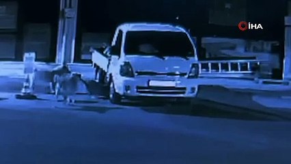 Sokak köpekleri canlı cansız demeden saldırıyor! Bakın sıradaki hedefi ne oldu