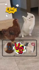 মুরগি বনাম বিড়াল #catcomedy #comedy #funny #foryou #bestfunny #catfunny