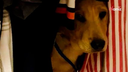 Ce chiot maltraité est resté caché dans un placard plusieurs jours, et soudain, il a eu une réaction inattendue (vidéo)