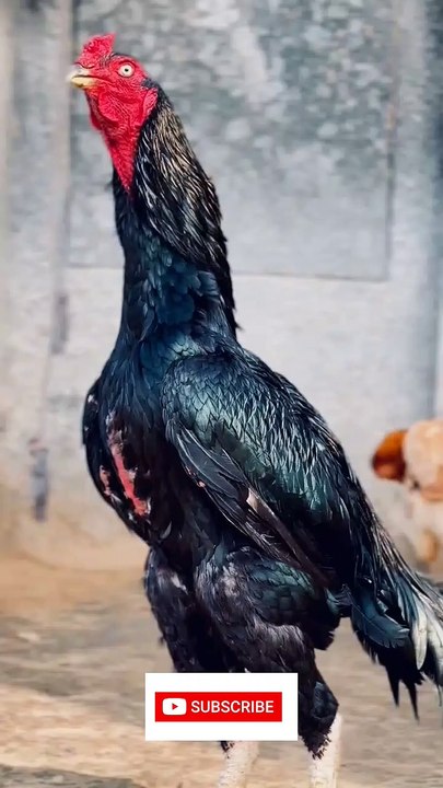 Aseel murga #trandingshorts #aseelmurga #shamo #ytshort #birds #rooster #viralshort #youtubeshorts