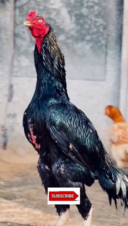 Rooster Breeding #birds#fyp#aseel#aseelmurga#murga#aseellovers#breeder#rooster#roosters#crowing#asmr
