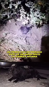 Imágenes sensibles: “¿Qué tienen en la cabeza?”: Una perrita fue enterrada viva en un terreno