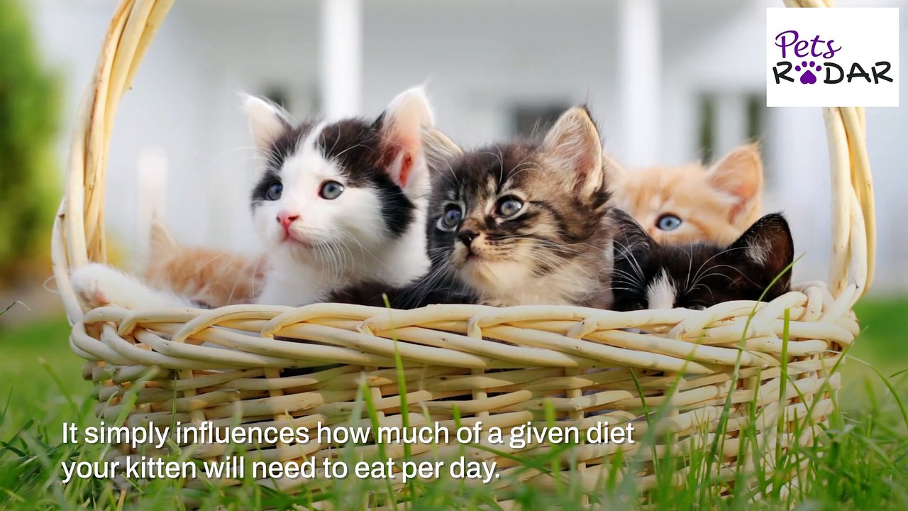 How Much Food Should A Kitten Eat?