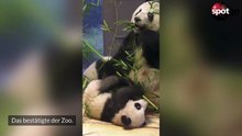 Sie sind so groß geworden: Berlins Pandas ab sofort im Gehege