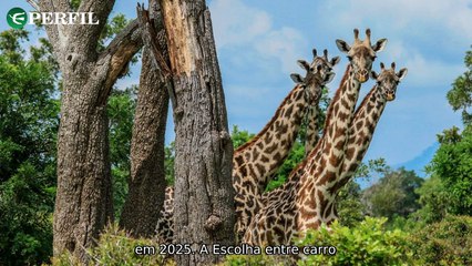 "Descubra o Hotel das Girafas, Dicas de Carros e Origem Extraterrestre dos Ingredientes da Vida"