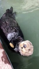 Cette loutre de mer s'approche d'un pêcheur et fait quelque chose d'incroyablement mignon !