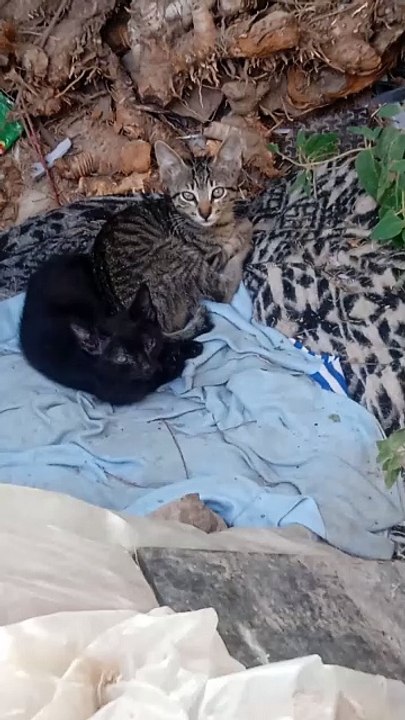 Cats