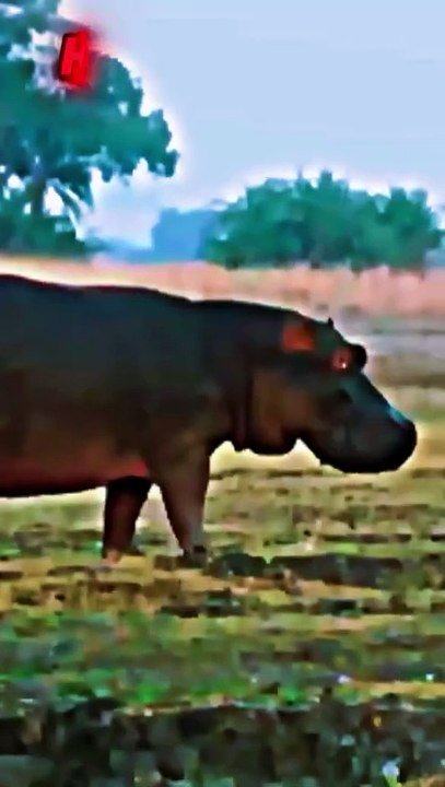 Animals Epic Moments 😱