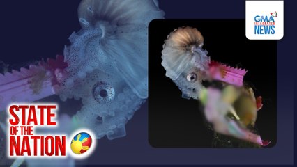 Plastic at toothbrush, ilan sa mga nakitang kinakapitan ng isang uri ng octopus at seahorse | SONA