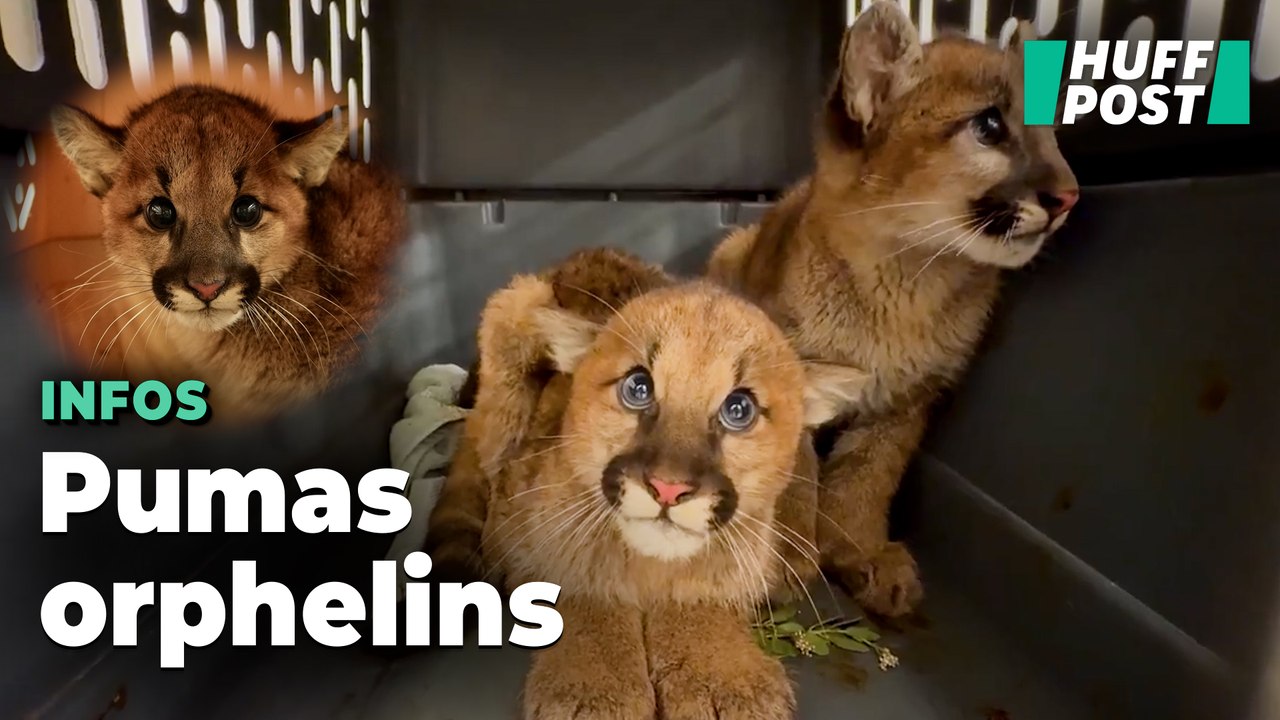Un zoo en Californie recueille trois adorables bébés pumas après un accident de voiture