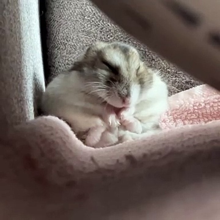 🐹 Discover everything you need to know about your adorable furry friends i