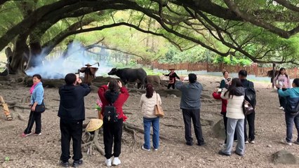 Chinese tourist spot goes viral with staged rural scenes