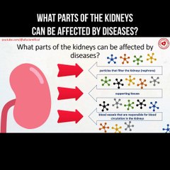What parts of the kidneys can be affected by diseases?
