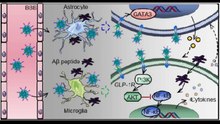 Understanding the Potential of GLP-1 Agonists in Alzheimer's Disease|What Are GLP-1 Agonists and How Do They Affect Alzheimer’s Disease?