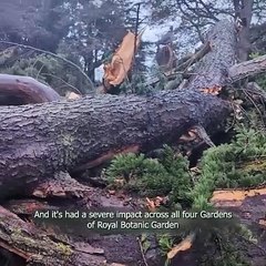 Royal Botanic Garden Edinburgh: The devastating impact of Storm Eowyn
