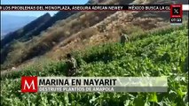 Marina destruye seis plantíos de amapola en Nayarit