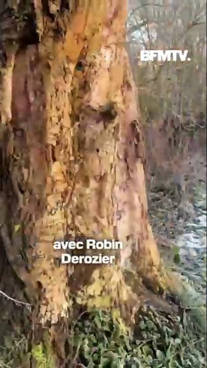 Après 150 ans d'absence, le castor fait son retour tout près de Lille