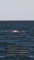 Blue Whales The Giants