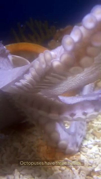 Octopuses