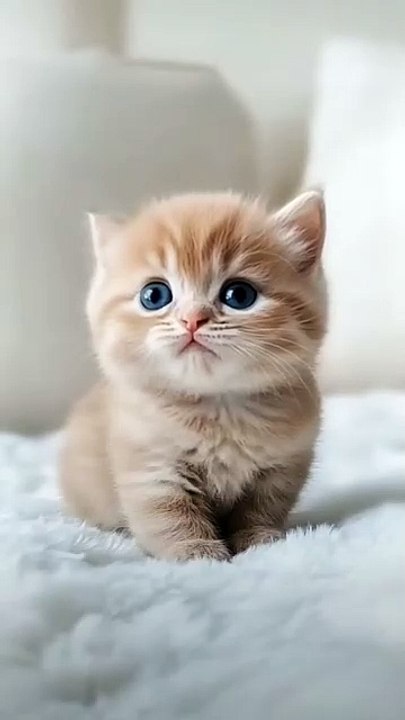 Cat singing song