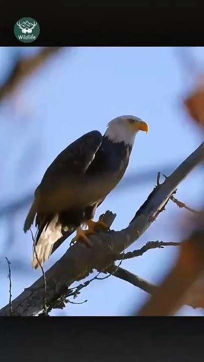 because a small eagle doesn't know how to eat