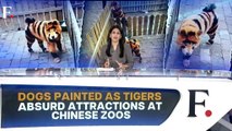 After Pandas, Dogs Painted as Tigers: Absurd Attractions at Chinese Zoos | Vantage with Palki Sharma