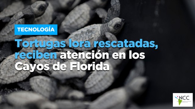 Tortugas lora rescatadas, reciben atención en los Cayos de Florida