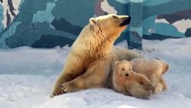 Inovação inspirada no urso polar: a natureza como solução sustentável