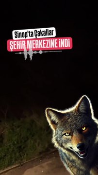 Sinop'ta çakal sesleri geceyi inletti