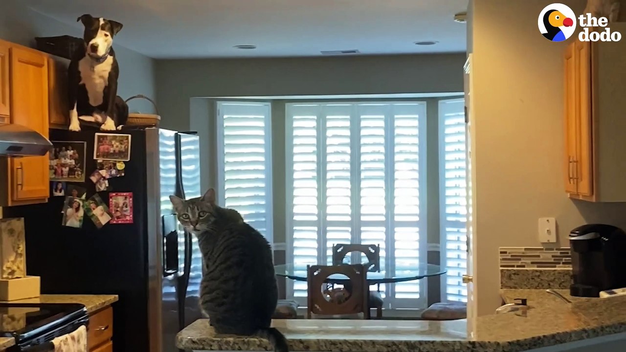 Grieving Dog Finds Love Again Thanks To This Cat