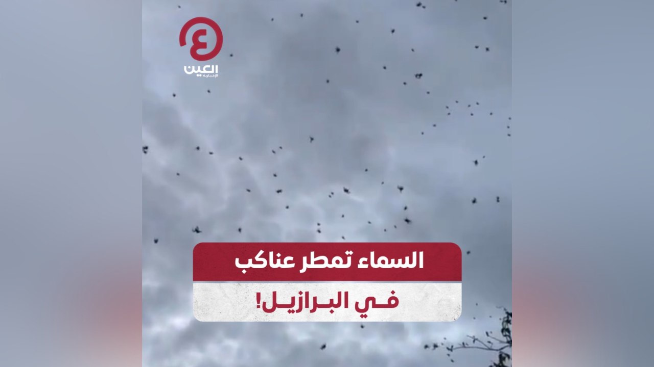 السماء تمطر عناكب في البرازيل!