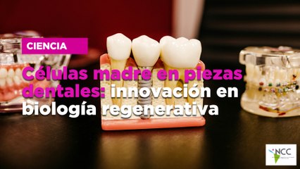 Células madre en piezas dentales: innovación en biología regenerativa