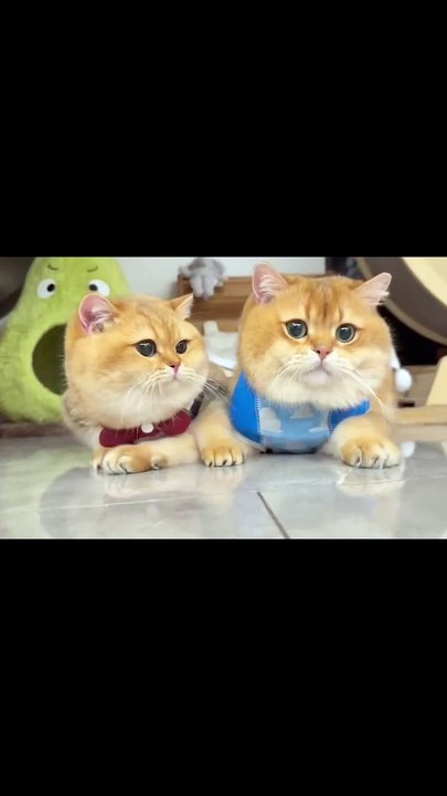 Hund packt Geschenke aus! 20250131