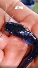 Apa benar bibit lele yang lahir dari satu indukan tidak akan kanibal