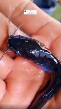 Apa benar bibit lele yang lahir dari satu indukan tidak akan kanibal