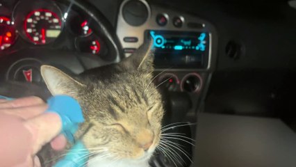 Late night cat visit