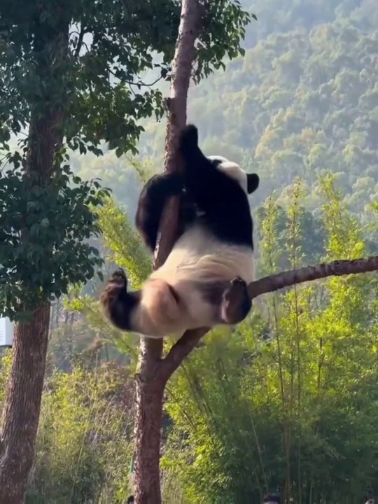 Panda act like a mental 😂