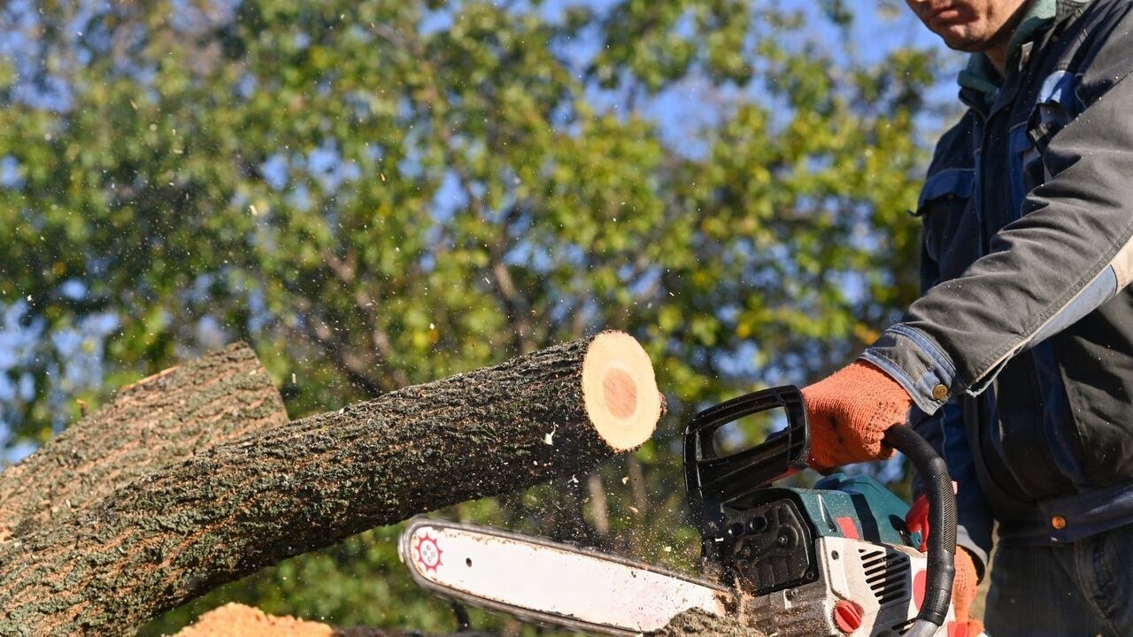 Bûcheron : un métier à hauts risques