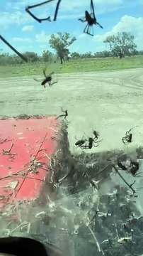 Absolute nightmare fuel this is why I live where the air hurts my face 'Operating an old tractor in northern NSW and spiders must have found a home in it. Hasn’t been used for quite some time obviously.