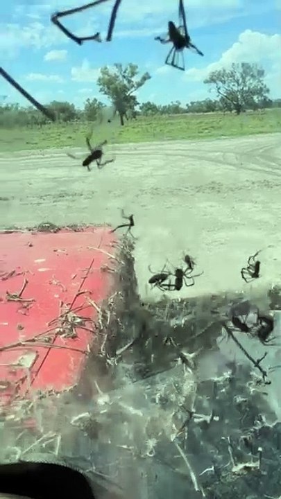 Absolute nightmare fuel this is why I live where the air hurts my face 'Operating an old tractor in northern NSW and spiders must have found a home in it. Hasn’t been used for quite some time obviously.