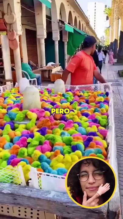 ¿Qué hacen con los pollitos de colores? 🤔 #curiosidades #videos #reels #animales #comida